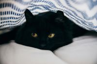 Por que os gatos miam em frente a uma porta fechada? Entenda o comportamento dos felinos