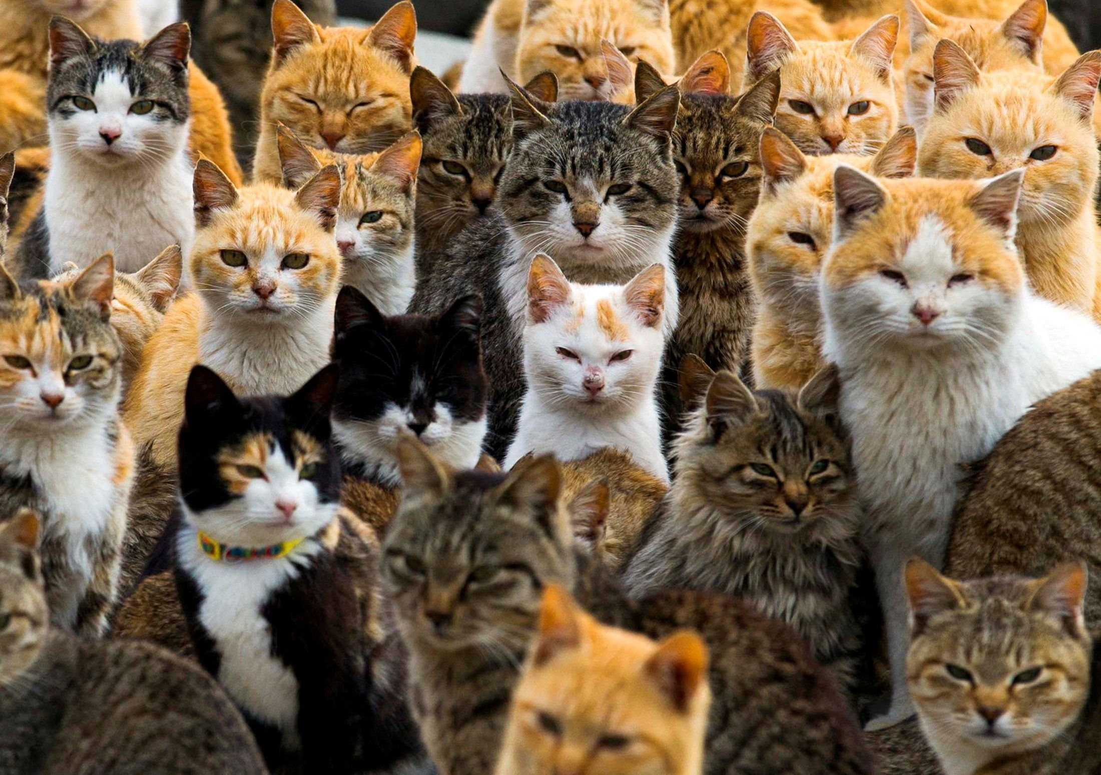 Legião de gatos domina a remota ilha de Aoshima, no sul do Japão