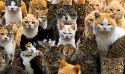 Origem da domesticação de gatos é contraposta por nova pesquisa