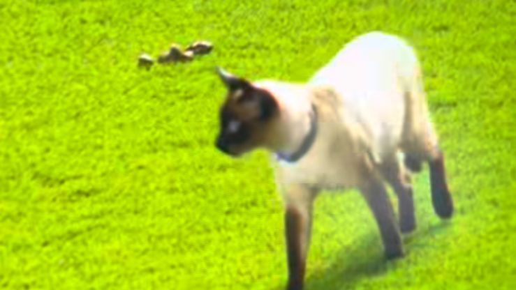 Gato é flagrado no gramado da Vila Belmiro antes do início da partida entre São Paulo e Flamengo, pelo Brasileirão