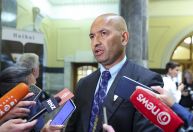 Gatos selvagens serão erradicados na Nova Zelândia; entenda os riscos