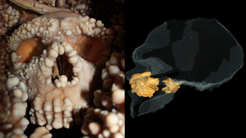 O formato do nariz do esqueleto de um ser que viveu entre 130.000 e 172.000 anos atrás