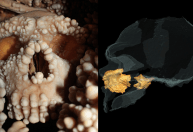 Arqueólogos fazem descoberta reveladora analisando nariz de Neandertal