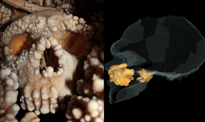 Arqueólogos fazem descoberta reveladora analisando nariz de Neandertal