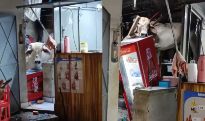 Vídeo: vaca cai em telhado de restaurante no Ceará e causa destruição