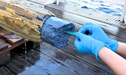 Cientistas acham sinais de vida na escuridão profunda de vulcões submarinos