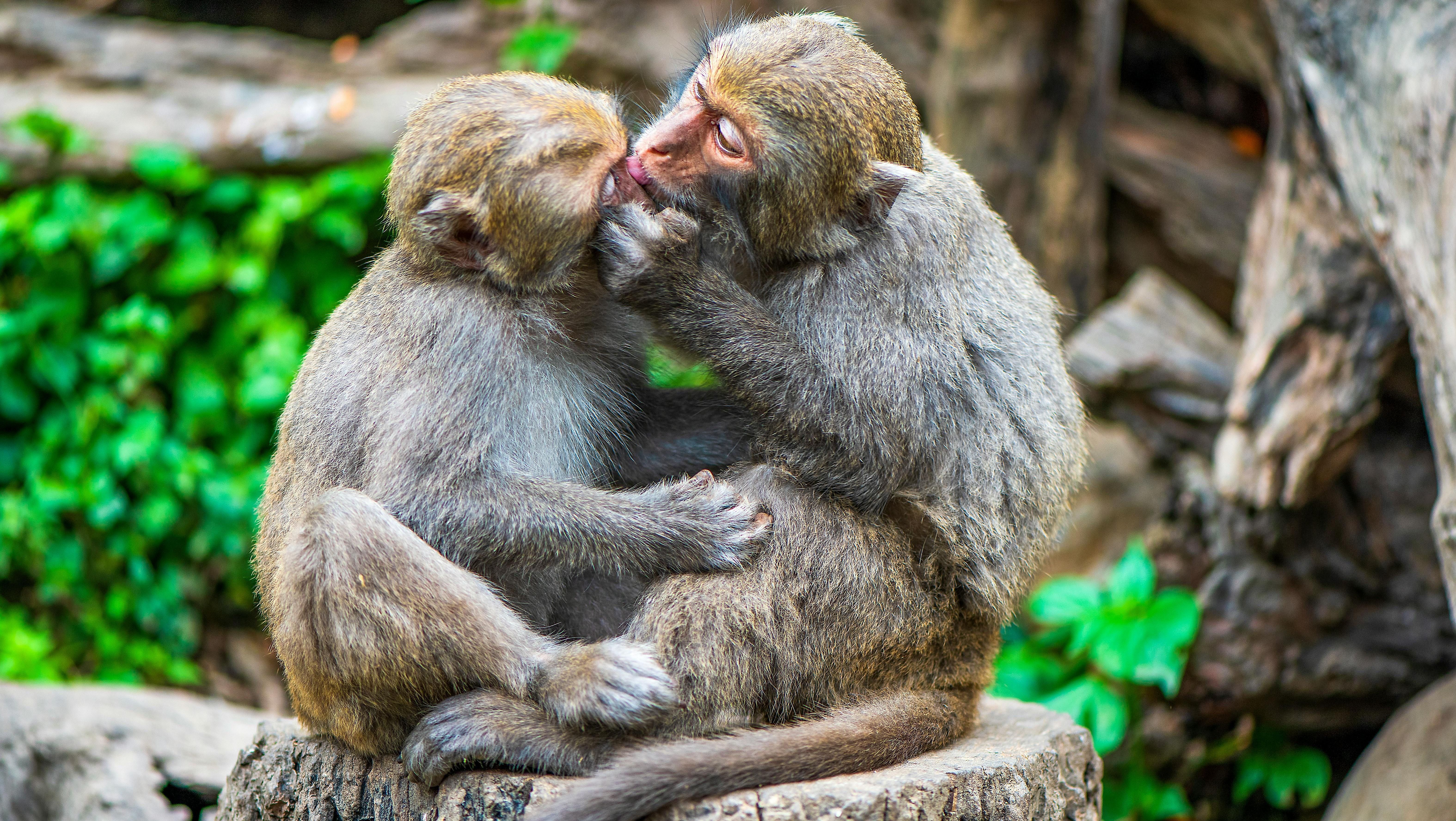 macacos
