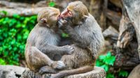 Beijar é um "enigma evolutivo": cientistas encontram origens inesperadas