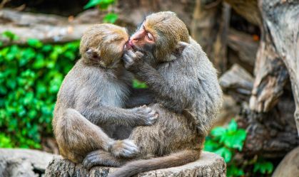 Beijar é um "enigma evolutivo": cientistas encontram origens inesperadas