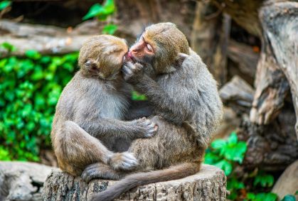 Beijar é um "enigma evolutivo": cientistas encontram origens inesperadas