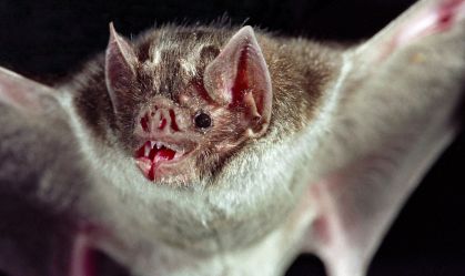 Morcegos enfrentam ameaça crescente das turbinas eólicas em todo o mundo