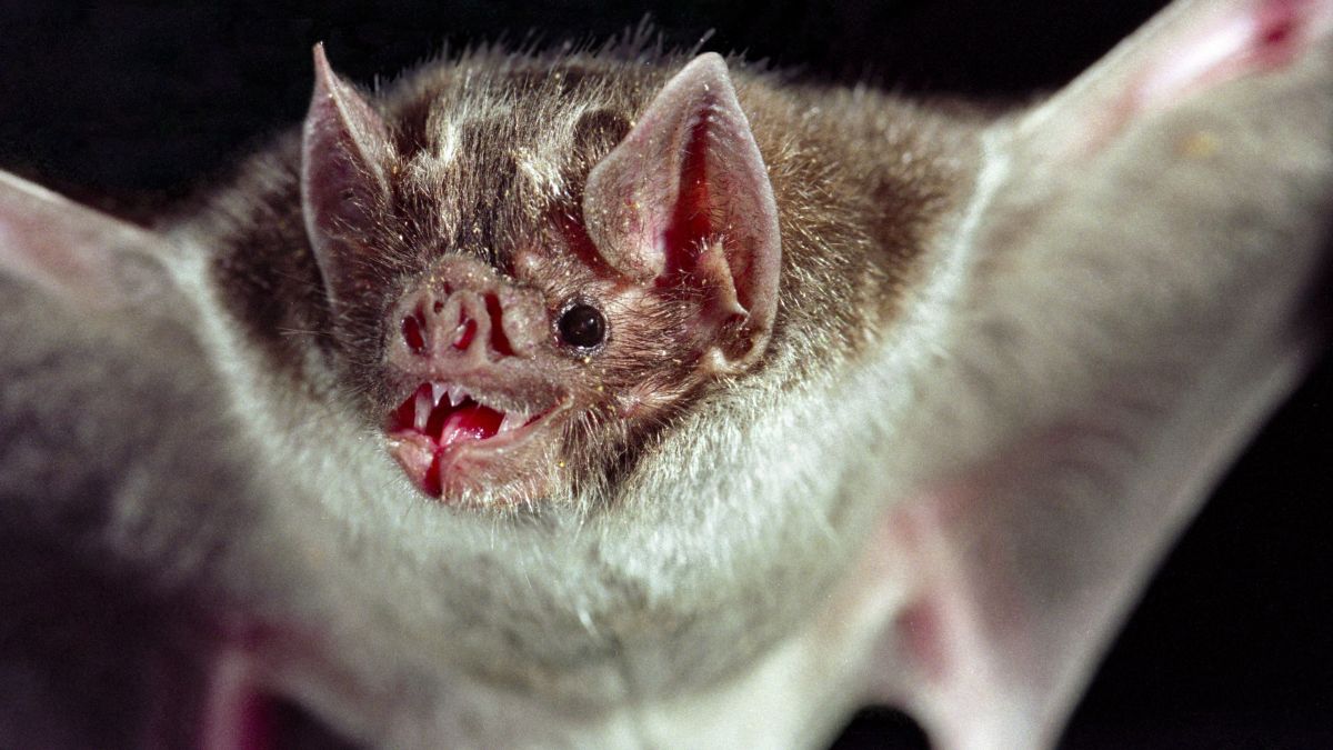 Morcego Vampiro Ataca E Suga Sangue De Morador No Rio De Janeiro Caso Vira Estudo Cientifico