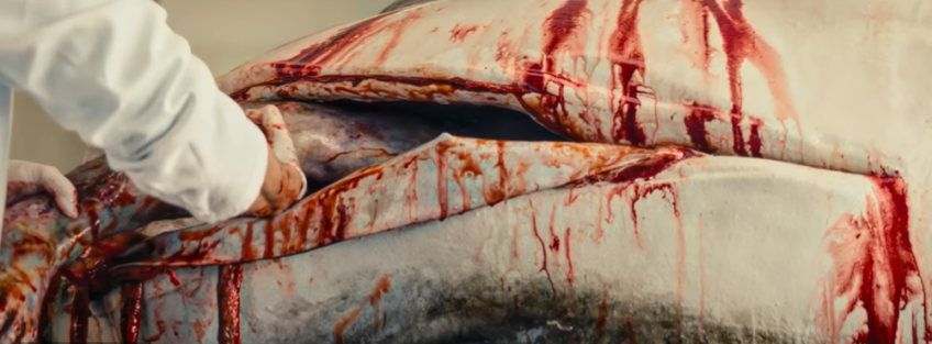 Tubarão é um dos símbolos da trama de "O Agente Secreto" • Reprodução