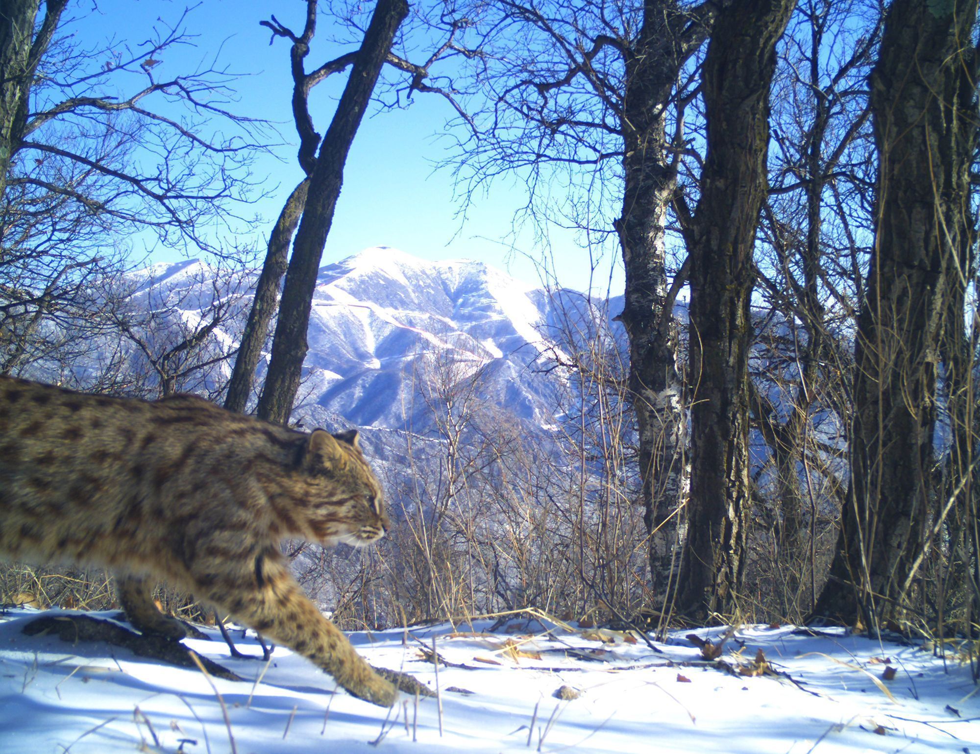 Um gato-leopardo selvagem capturado por uma câmera de monitoramento nos arredores de Pequim • Shu-Jin Luo via CNN Newsource