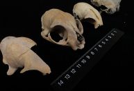 DNA antigo desafia certezas científicas sobre origem dos gatos domésticos