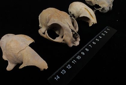 DNA antigo desafia certezas científicas sobre origem dos gatos domésticos