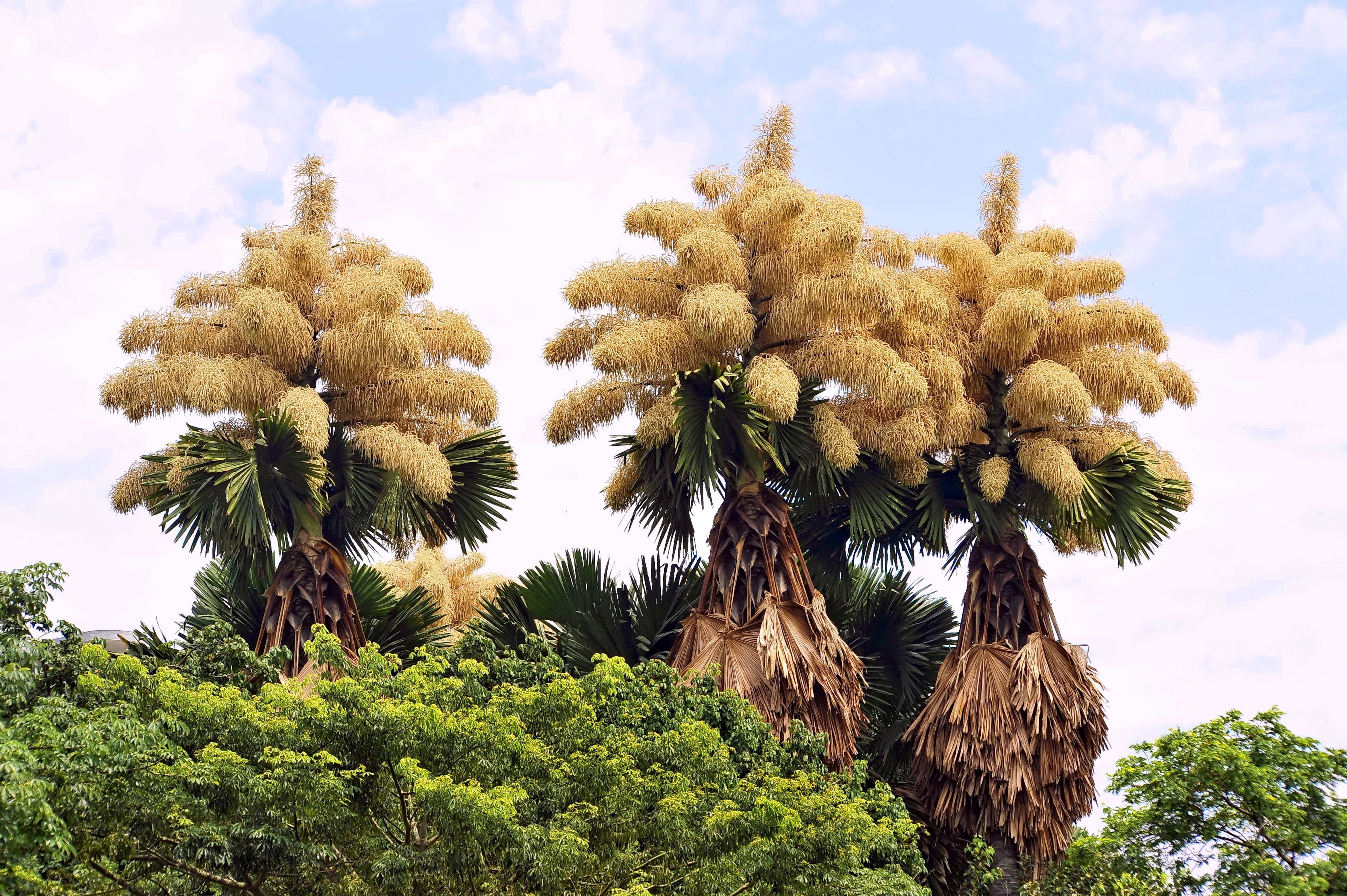 Flowering of the Talipot palm (Corypha umbraculifera) at Aterro do Flamengo, Rio de Janeiro, Brazil. The palm only flowers once in its life, about fifty years after it is planted.