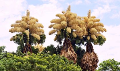 Palmeiras raras que florescem uma única vez na vida viram atração no RJ