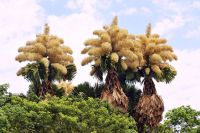 Palmeiras raras que florescem uma única vez na vida viram atração no RJ