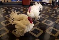 Casa Branca apresenta perus que serão perdoados no dia de Ação de Graças