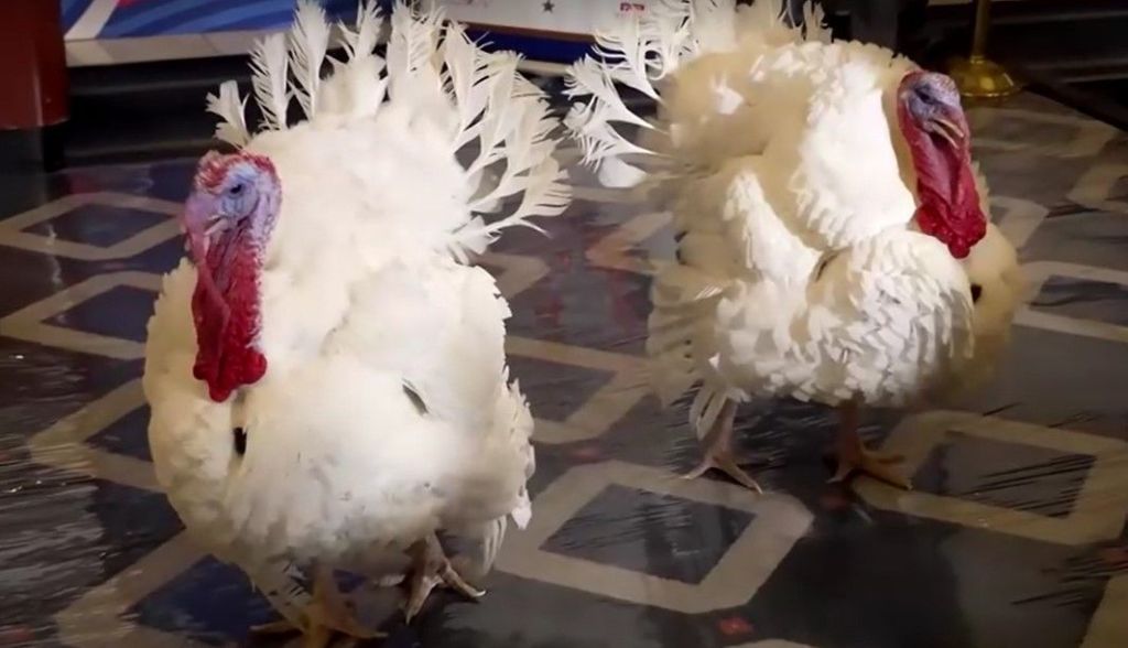 "Gobble" e "Waddle" desfrutam de uma noite de luxo no Hotel Willard antes do indulto presidencial