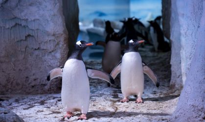 Sem luz nem ar fresco: pinguins em aquário de Londres geram protestos