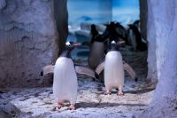 Sem luz nem ar fresco: pinguins em aquário de Londres geram protestos