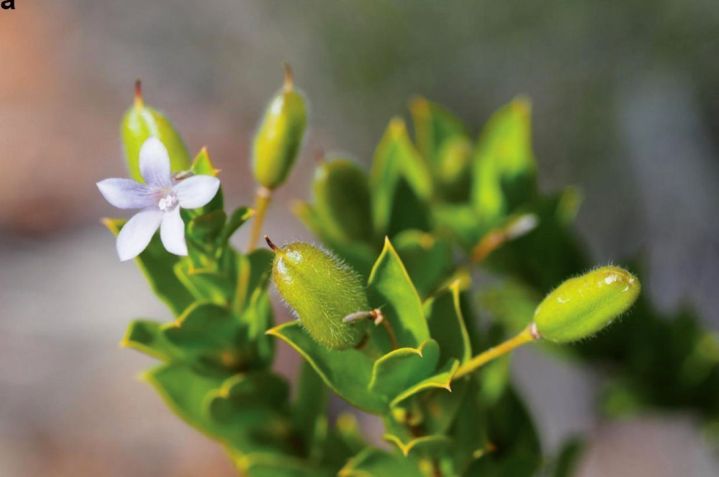 A relação entre uma planta e seus animais polinizadores é uma das bases fundamentais dos ecossistemas naturais • Kit Prendergast et al., Journal of Hymenoptera Research, 2025/Reprodução