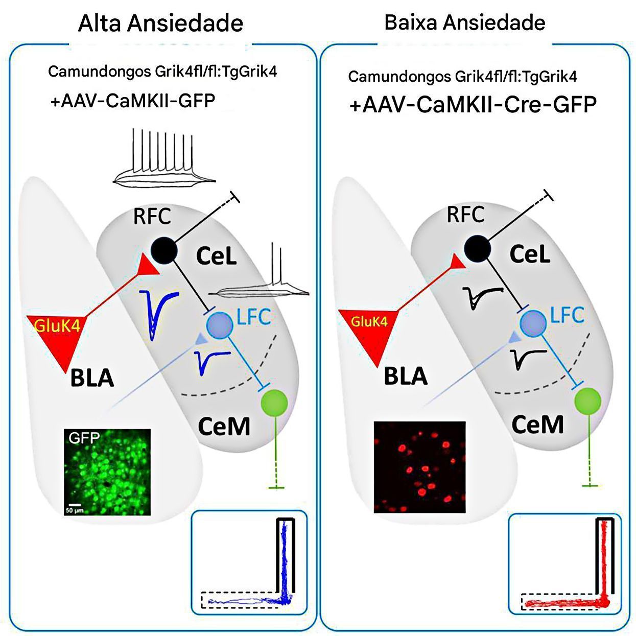resumo-gráfico-do-estudo
