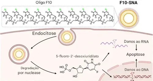 Os cientistas mudaram a forma química do quimioterápico para enganar as células cancerosas • Taokun Luo et al., ACS Nano, 2025/Reprodução