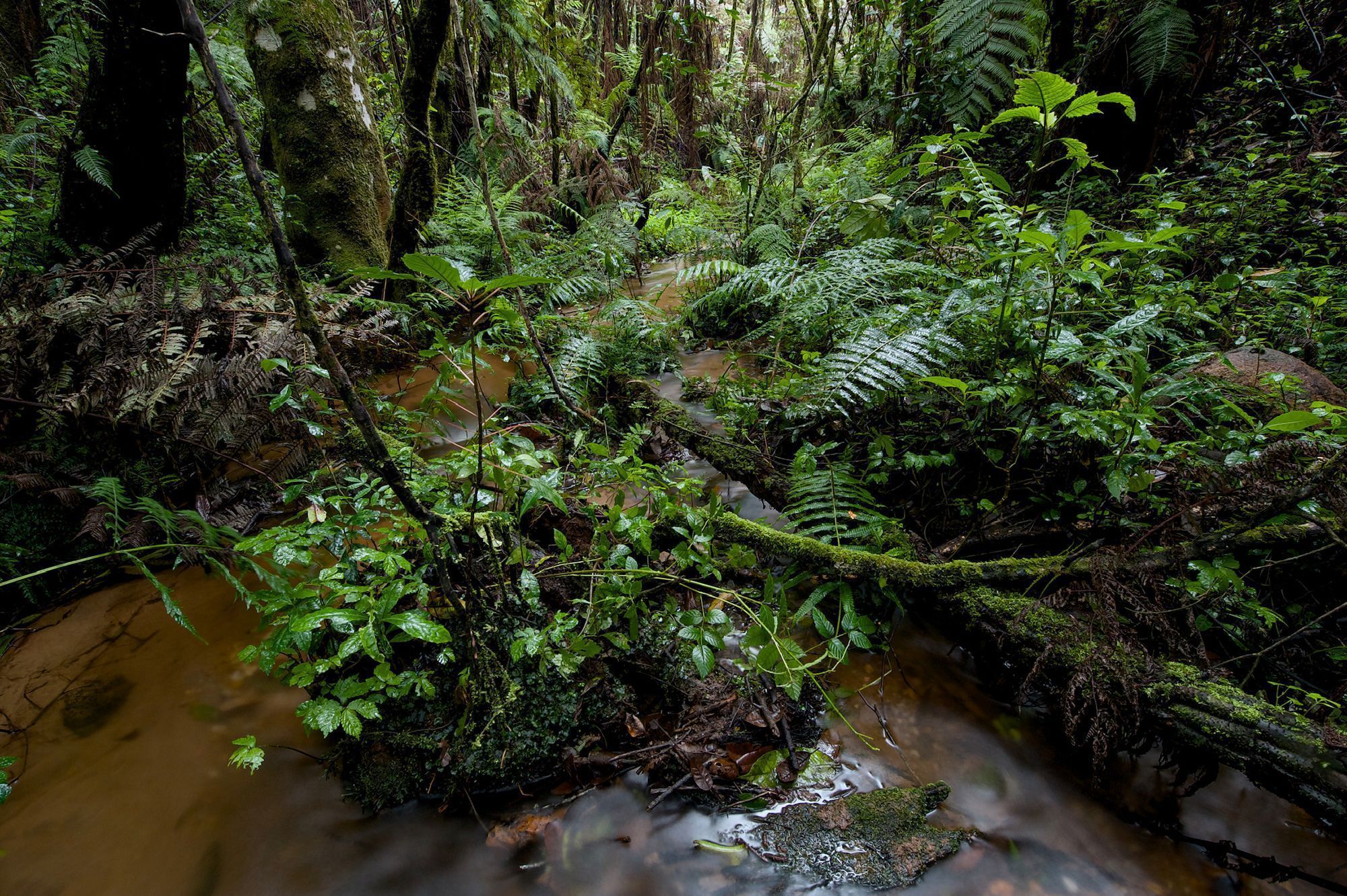 Nectophrynoides viviparus é encontrada em diversos habitats na Tanzânia • Michele Menegon/CNN Newsource