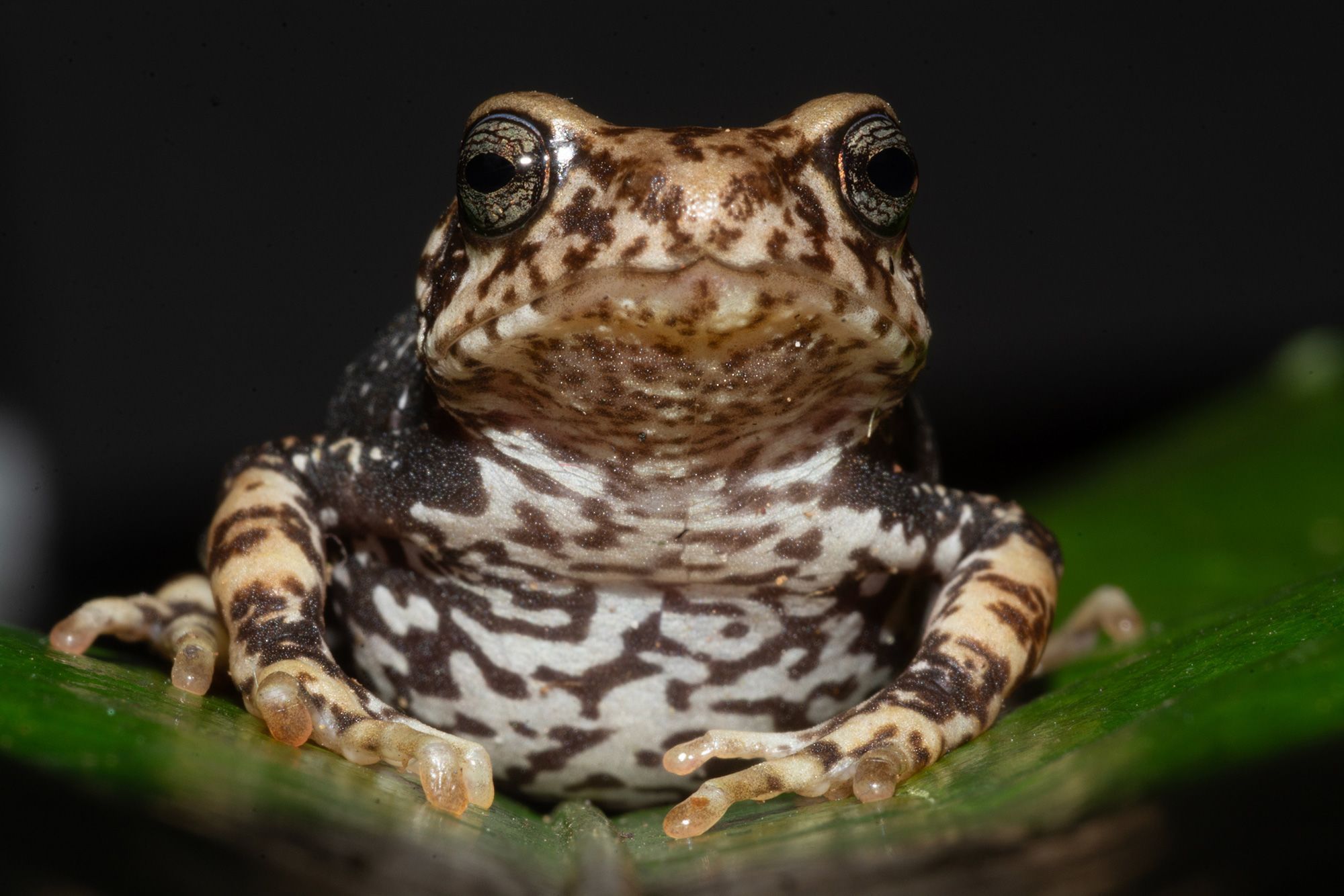 Nectophrynoides luhomeroensis é uma das três espécies de sapo recém-identificadas • João Lyakurwa/CNN Newsource