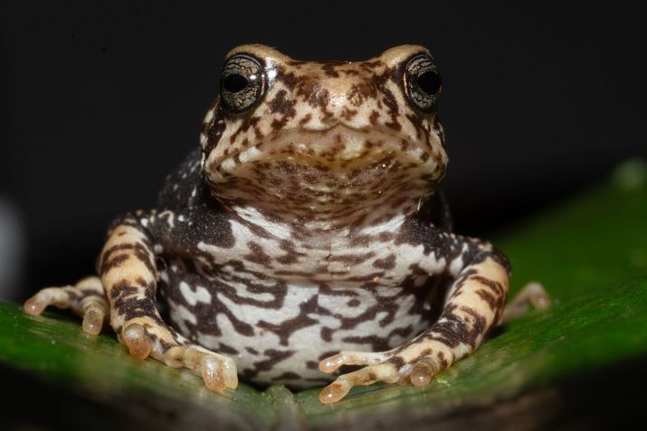 Nectophrynoides luhomeroensis é uma das três espécies de sapo recém-identificadas • João Lyakurwa/CNN Newsource