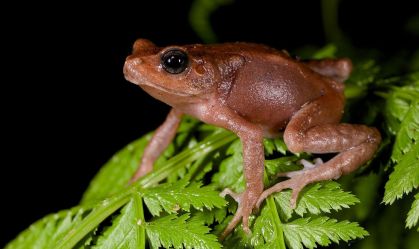 Espécies de sapos chocam cientistas ao pularem etapas da evolução; entenda