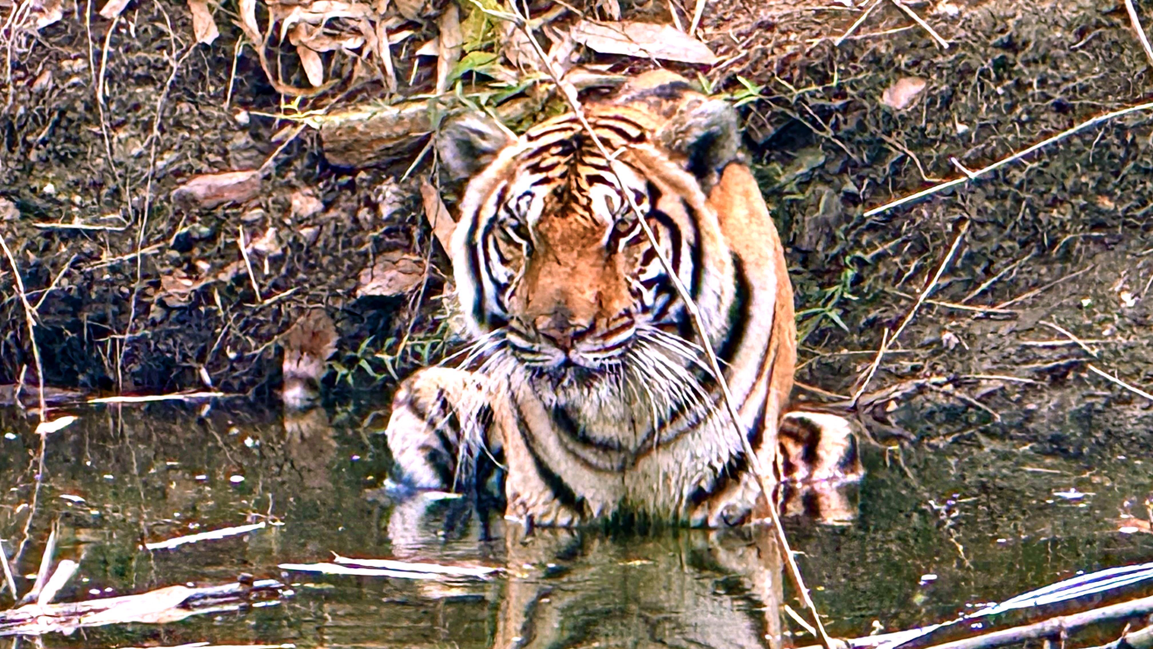 Refúgios de tigres na Tailândia também protegem dezenas de espécies vulneráveis ​​e ameaçadas de extinção da caça furtiva e da perda de habitat