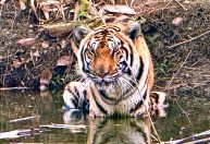 Coleiras com GPS mostram tigres da Tailândia comendo presas estranhas