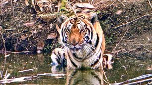 Coleiras com GPS mostram tigres da Tailândia comendo presas estranhas
