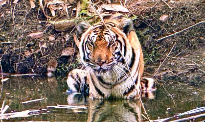 Coleiras com GPS mostram tigres da Tailândia comendo presas estranhas