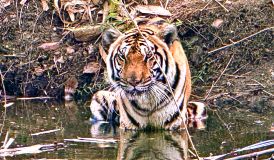 Coleiras com GPS mostram tigres da Tailândia comendo presas estranhas