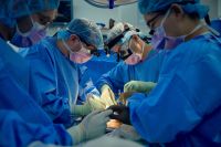 Como o sistema imunológico reage a transplante de rim de porco? Entenda