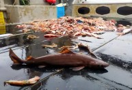 Tubarões pré-históricos estão sendo mortos para a produção de cosméticos