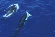 Drone registra orcas atacando tubarões-brancos para comer seus fígados