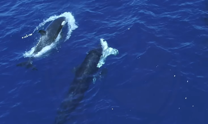 Drone registra orcas atacando tubarões-brancos para comer seus fígados
