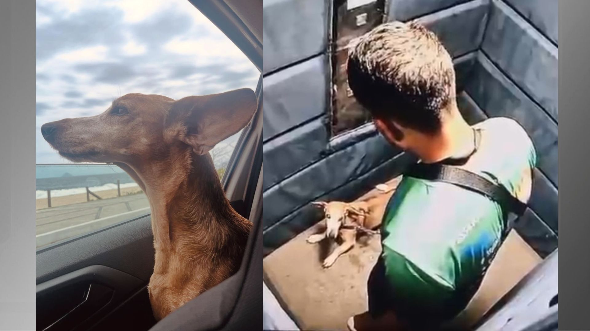 agressão cachorro Leblon