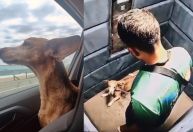RJ: Polícia identifica passeador que agrediu cadela em elevador