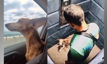 Passeador que agrediu cachorro pode ser preso? Veja o que diz a lei