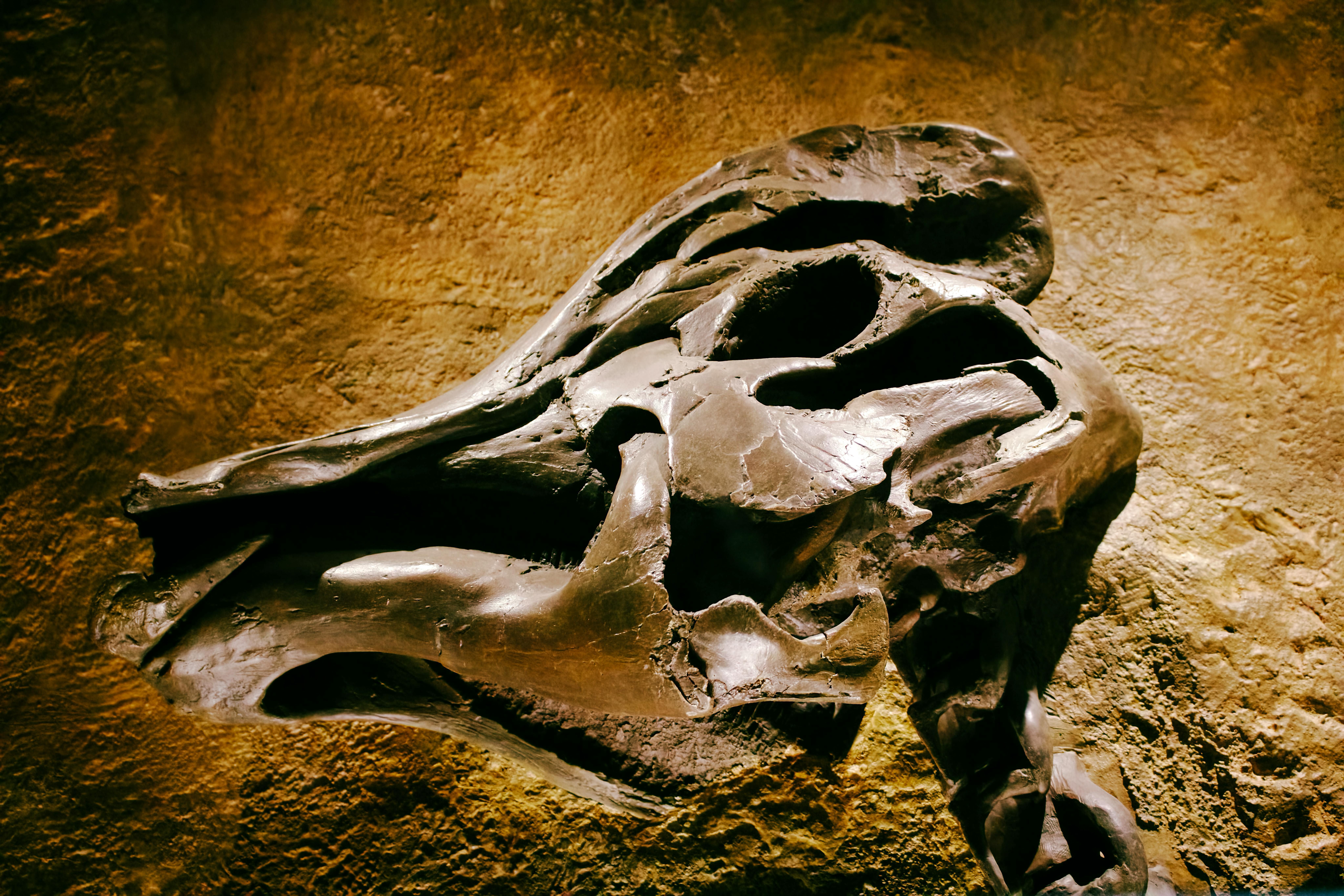 A vala comum de Pipestone Creek, no Canadá, reúne milhares de fósseis de Pachyrhinosaurus e revela um raro registro de morte em massa causada por um evento catastrófico há 72 milhões de anos.