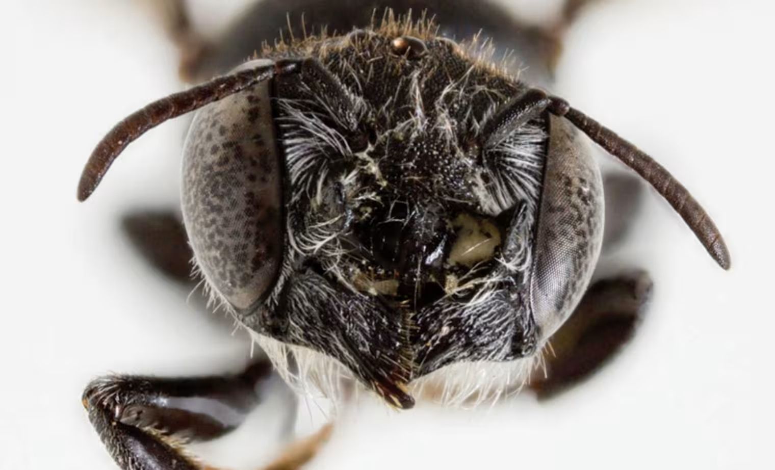 Endêmica na área de mineração de Goldfields, a  não tem um nome popular • Kit Prendergast et al., Journal of Hymenoptera Research, 2025/Reprodução