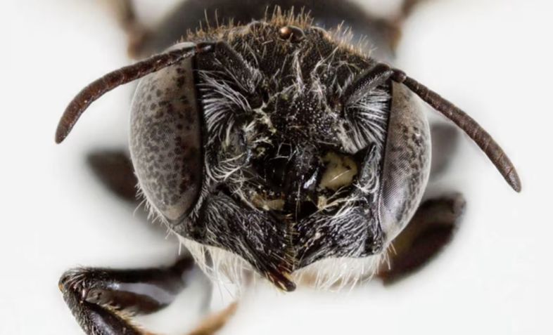 Endêmica na área de mineração de Goldfields, a  não tem um nome popular • Kit Prendergast et al., Journal of Hymenoptera Research, 2025/Reprodução