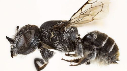 visão-lateral-da-abelha-Megachile-Lucifer